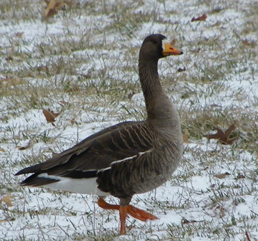 Greater White-fronted Goose 3_22_2013